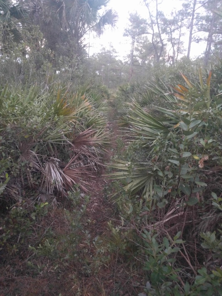 This is the most "well worn" piece of trail in this whole forest.